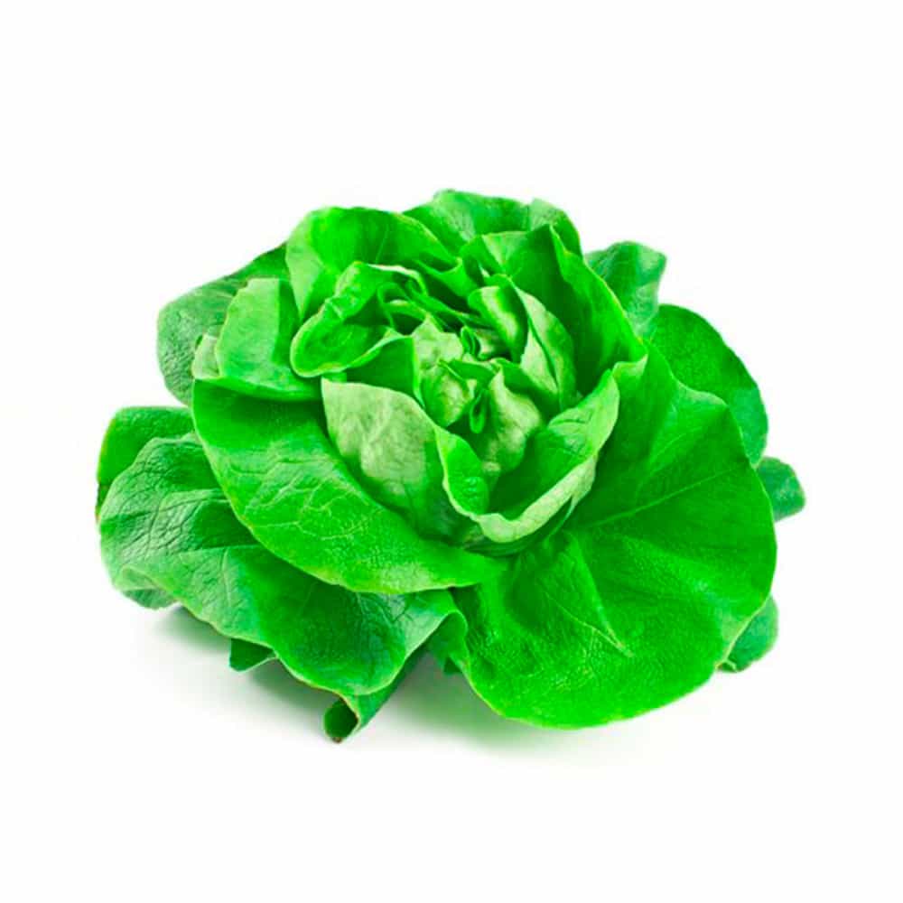 Lechuga española unidad