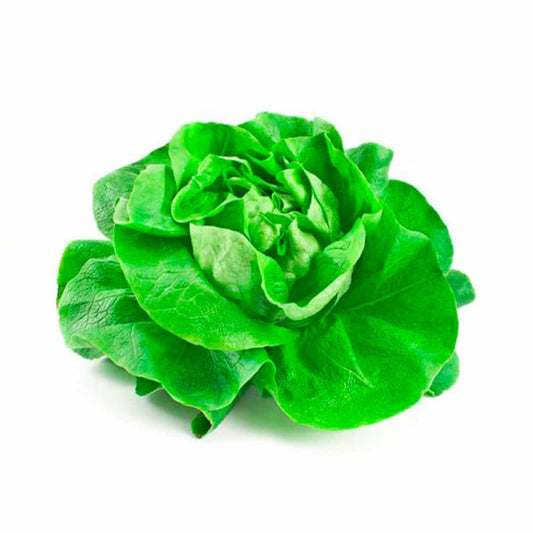 Lechuga española unidad